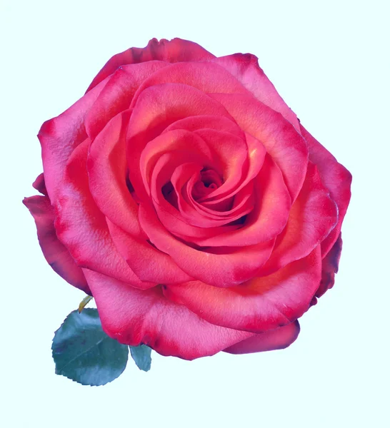 Gyönyörű piros rózsa, fehér alapon — Stock Fotó