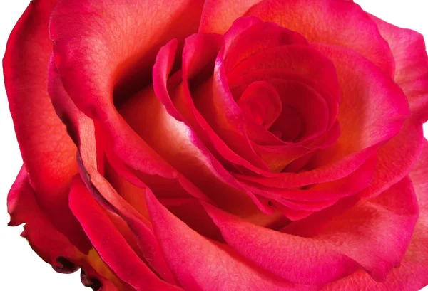 Clouseup av vackra röda rouse — Stockfoto