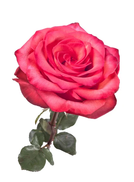 Isolado bela rosa vermelha no fundo branco — Fotografia de Stock