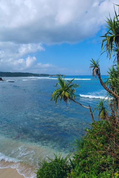 Sandy beach with palm on the island — Stock Photo, Image