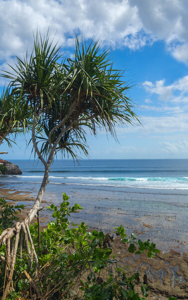 Lonely palm on the beach of island