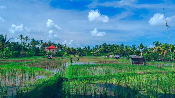 Yalnız ev Bali Ubud town sahasının güneşli pirinç — Stok fotoğraf