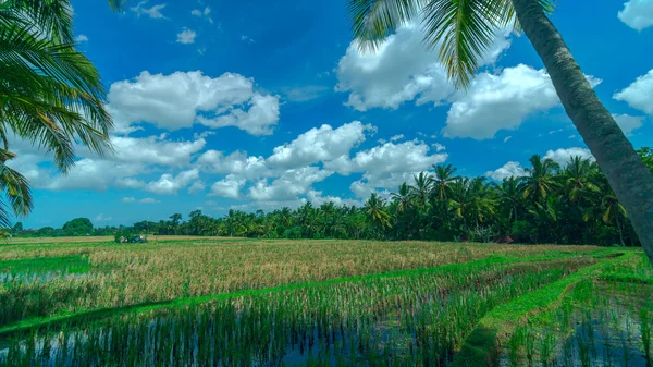 Zonnige rijst veld op stad Ubud op Bali in de zomerdag — Stockfoto
