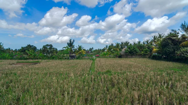 巴厘岛乌布镇的稻田在夏日阳光明媚的日子里 — 图库照片