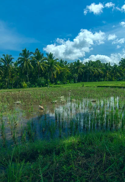 Geeses zijn op het gebied van de rijst in de buurt van Ubud op Bali — Stockfoto