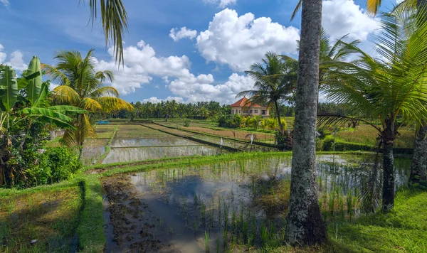 Huis op rijst veld in het centrum van Ubud op Bali in zonnige zomer — Stockfoto