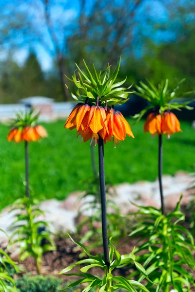 Vackra blommor i soliga våren trädgård — Stockfoto