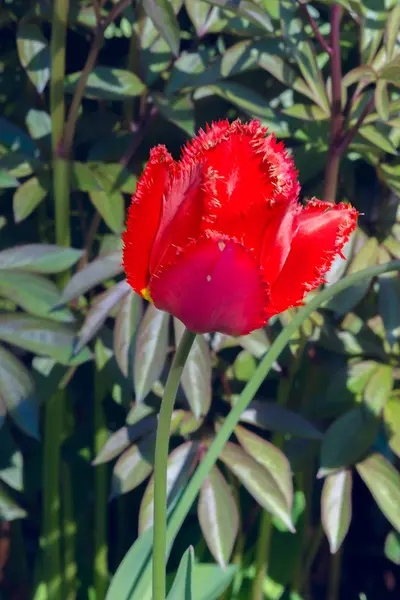 Bellissimo tulipano rosso in un soleggiato giardino primaverile — Foto Stock