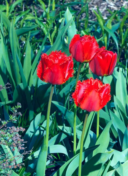 Bellissimi tulipani rossi in un giardino soleggiato primaverile — Foto Stock