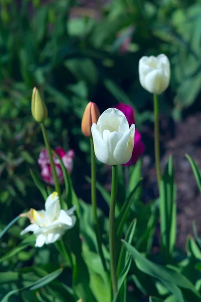 Bellissimi tulipani bianchi in un soleggiato giardino primaverile — Foto Stock