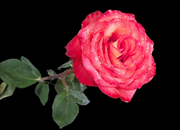 Csepp vízzel elszigetelt a fekete háttér piros rózsa — Stock Fotó