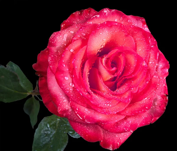 Rosa rossa con gocce d'acqua isolate sullo sfondo nero — Foto Stock