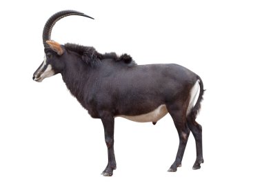 Samur antilop, Doğu ve Güney Afrika 'da ağaçlık ovalarda yaşayan bir antiloptur. Latince Hippotragus Nijer. Resim beyaz arkaplanda izole edildi.