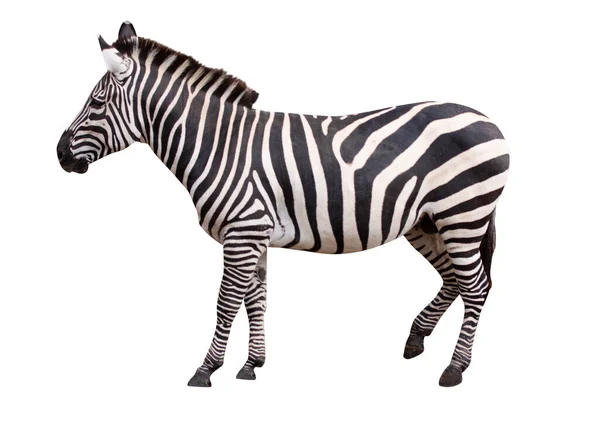 Zebra Isolata Sfondo Bianco — Foto Stock