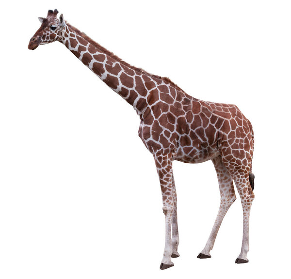 Giraffe isolated on white background