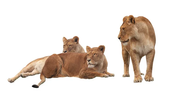 Three Lioness Female Lions Isolated White Background Two Lions Lying — Stock Photo, Image