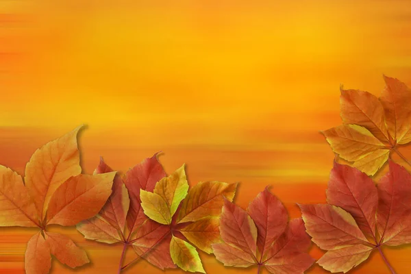 Herbst Hintergrund Bunte Rote Und Orangefarbene Herbstblätter Auf Bewegungsunscharfem Hintergrund — Stockfoto