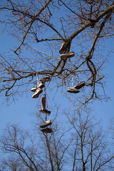 Взуття Кросівок Звисає Дерева Скейтпарку Має Різноманітне Взуття Пов Язане — стокове фото