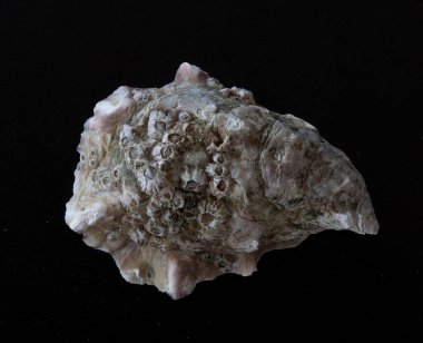 Kapalı istiridye cephesi siyah arka planda izole edilmiş. Üst görünüm.