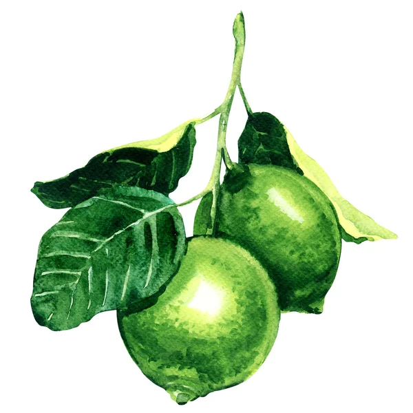 Fresh limes on branch isolated, watercolor illustration — Stock Photo, Image