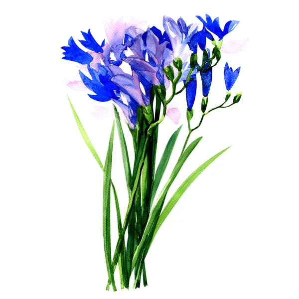 Ramo de flores de freesias púrpuras, acuarela aislada ilustración en blanco —  Fotos de Stock