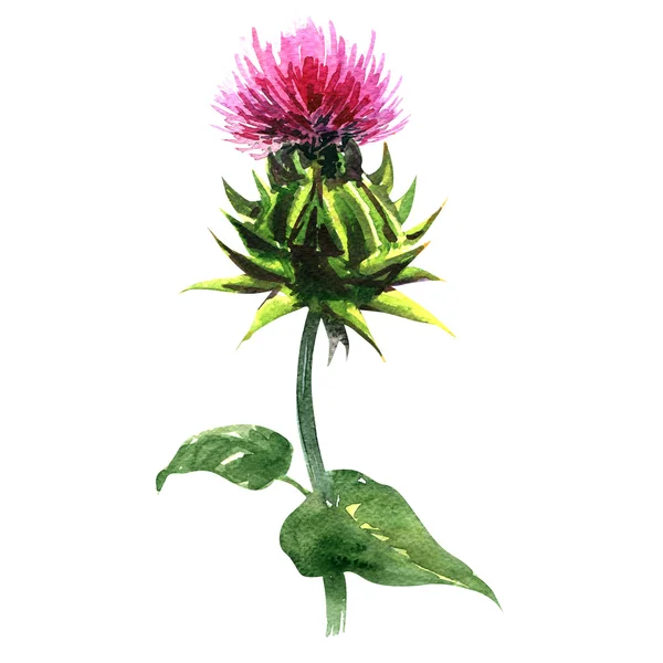 Cardo de leite, Silybum marianum, plantas medicinais isoladas, ilustração aquarela — Fotografia de Stock