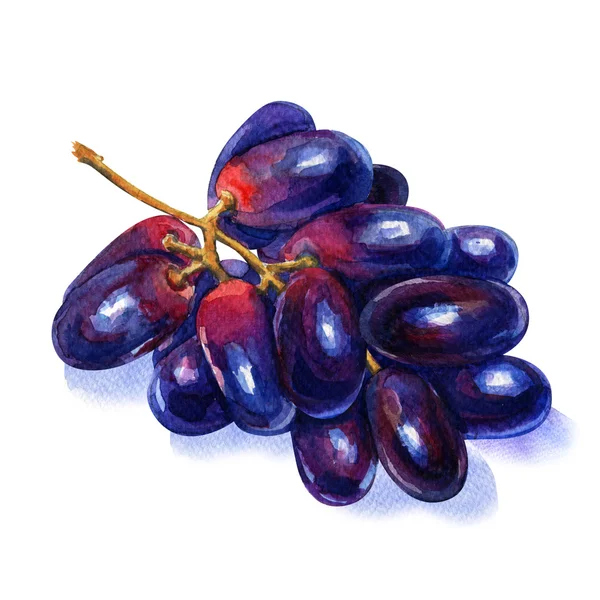 Μπλε ώριμα φρούτα σταφύλι, ματσάκι φρέσκα απομονωμένη, ακουαρέλα εικονογράφηση σε λευκό — Φωτογραφία Αρχείου