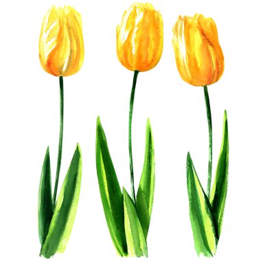 Beyaz, suluboya illüstrasyon izole Sarı laleler