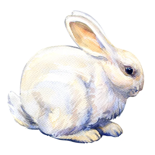 Weißer Hase Kaninchen isoliert, Aquarell-Illustration — Stockfoto