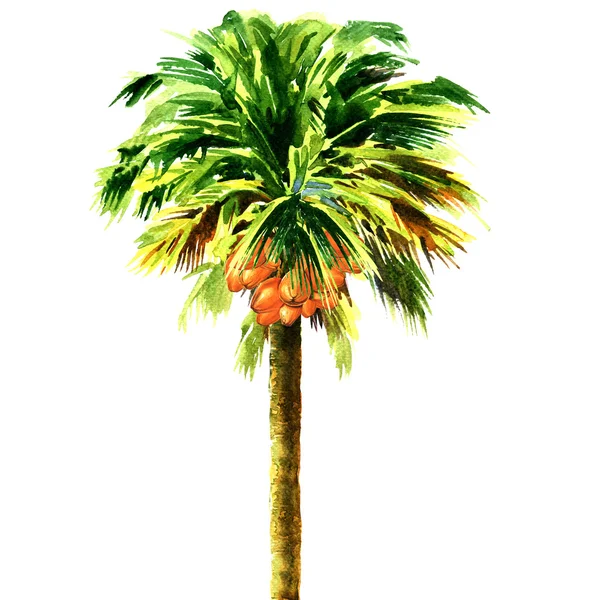 Pohon kelapa terisolasi, gambar cat air — Stok Foto