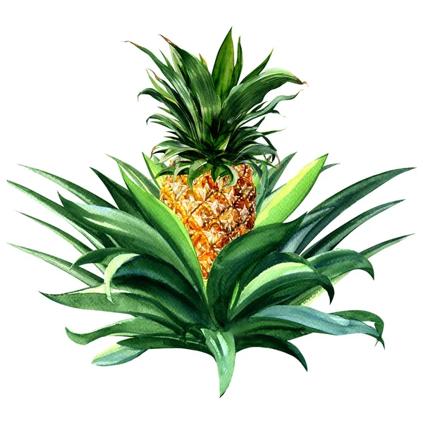 パイナップル トロピカル フルーツ成長、分離の水彩イラスト — ストック写真