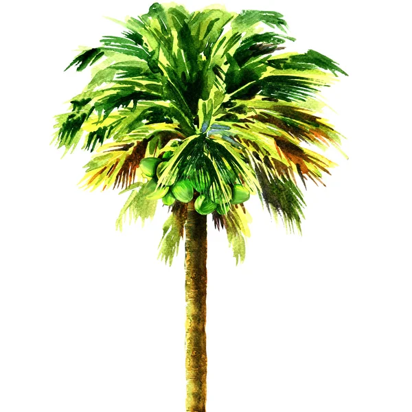 Coconut palm tree isolated, watercolor illustration — Stock Photo, Image