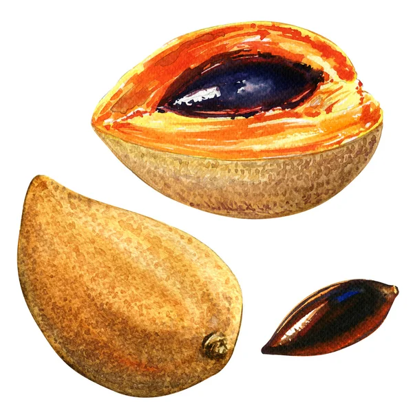 Mamey sapot, Lucuma, ägg frukt, Canistel, isolerade, akvarell illustration — Stockfoto