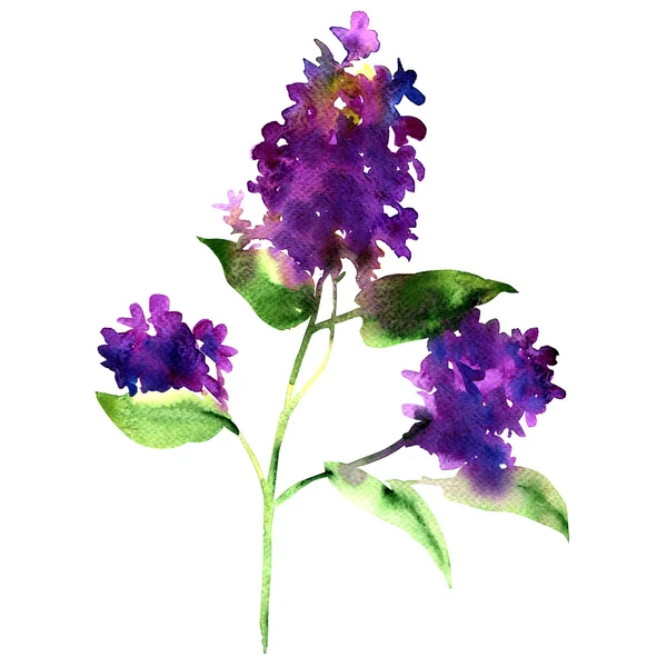 Ramoscello lilla viola, fiore di primavera, Siringa vulgaris, isolato, acquerello illustrazione — Foto Stock