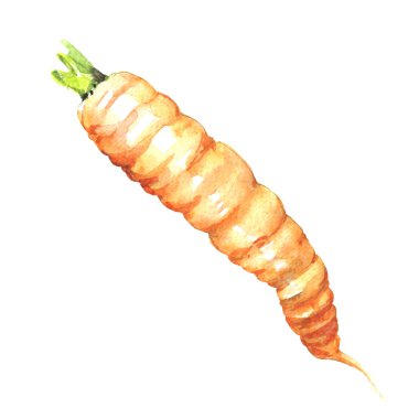 taze havuç sulu boya illüstrasyon izole,