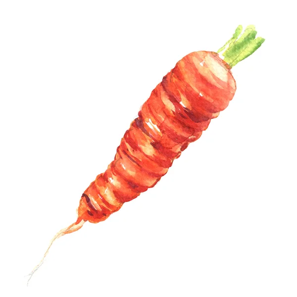 Fresh carrot isolated, watercolor illustration — Stock Photo, Image