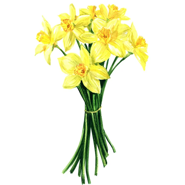 Bouquet of spring flowers narcissus isolated, watercolor illustration — Stock Photo, Image