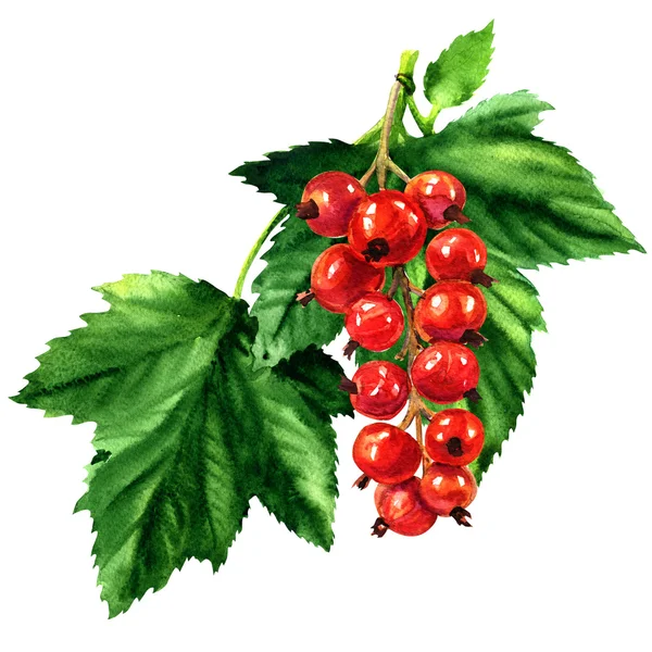 Grosella roja madura con hojas verdes aisladas, ilustración de acuarela —  Fotos de Stock