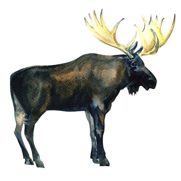 Wild Bull Moose, Eurasian Elk, Alces alces isolated, watercolor illustration