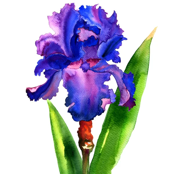 Violet iris flower isolated, watercolor illustration — Stock Photo, Image