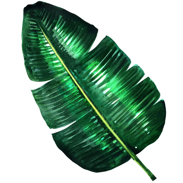 Fresh green banana leaf isolated, watercolor illustration — Stock Photo, Image