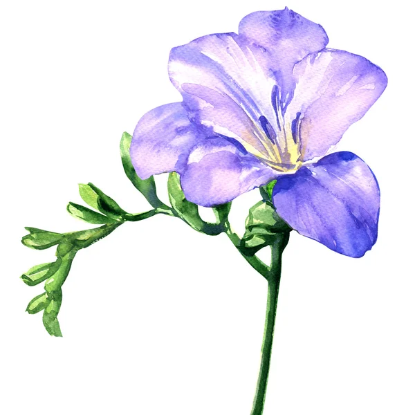 Delicate lilac freesia flower blossom, isolated on white, watercolor illustration — Stock Photo, Image