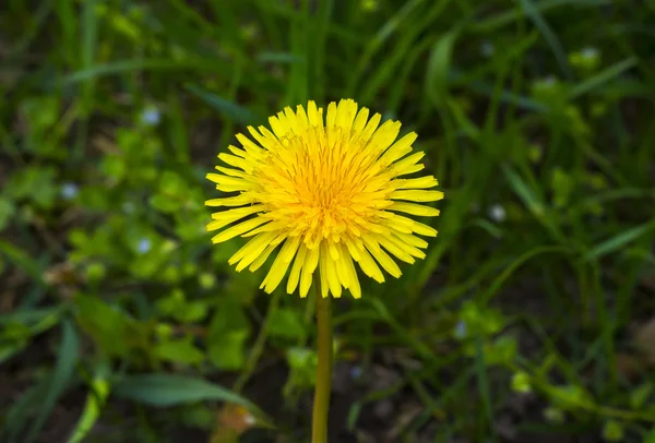 Κίτρινο λουλούδι πικραλίδα για το πράσινο γρασίδι — Φωτογραφία Αρχείου