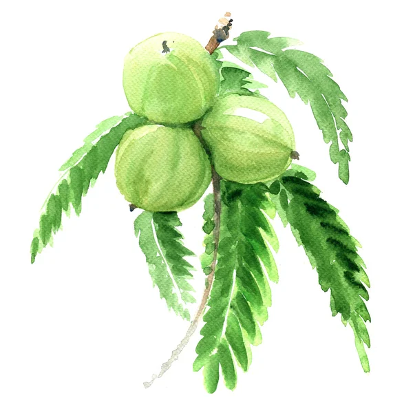 Zarzamora india, Phyllanthus emblica o amla, frutos verdes aislados, ilustración —  Fotos de Stock