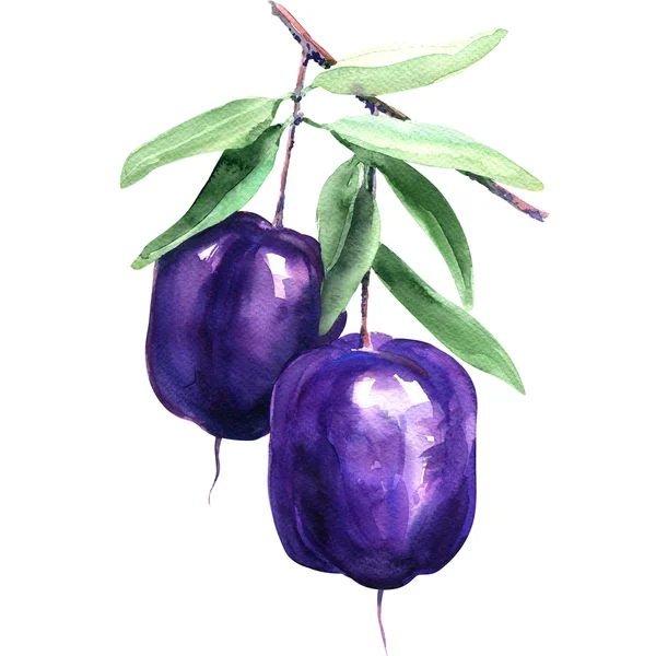 Purple Apple-berry, Billardiera longiflora, Pittosporaceae, ilustrație acuarelă — Fotografie, imagine de stoc