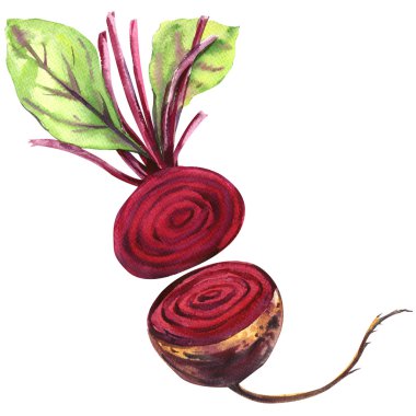 İllüstrasyon izole, suluboya ile taze pancar yaprakları