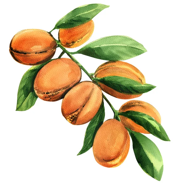 De vertakking van de beslissingsstructuur van verse argan met vruchten geïsoleerde, aquarel illustratie — Stockfoto