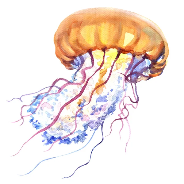 Orange Ocean wody Jellyfish, Meduza, na białym tle, Morze życie, akwarela ilustracja — Zdjęcie stockowe