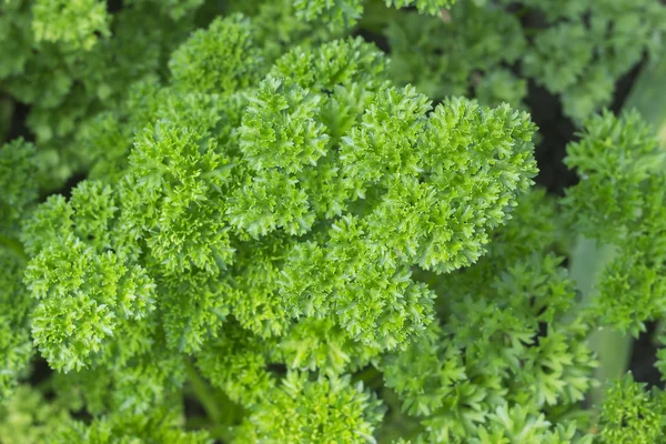 Fresh green curly parsley growing in the vegetable garden — Stock Photo, Image