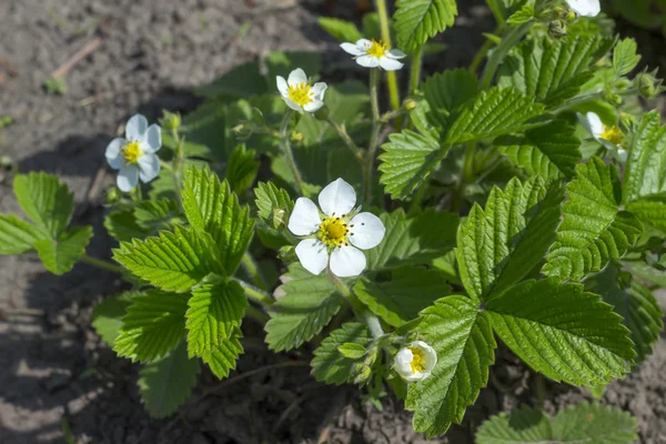 Beautiful white strawberry flowers, plant in the garden — Stock Photo, Image